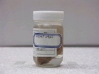 藏品(大鱗斑鮃)的圖片